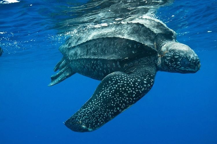 Leatherback sea turtle Florida Leatherback Sea Turtle Everglades Tours