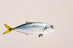 Leatherjacket fish httpsuploadwikimediaorgwikipediacommonsthu