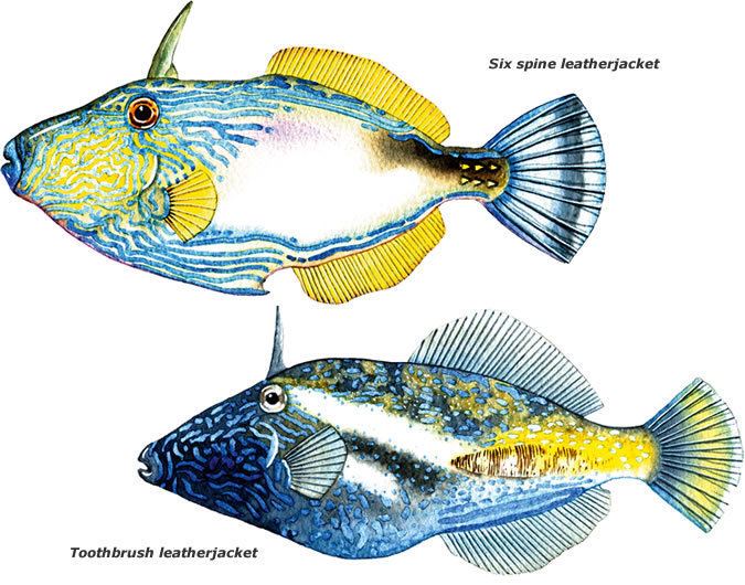 Leatherjacket fish Leatherjacket all species Marine and Estuarine Scale Fish