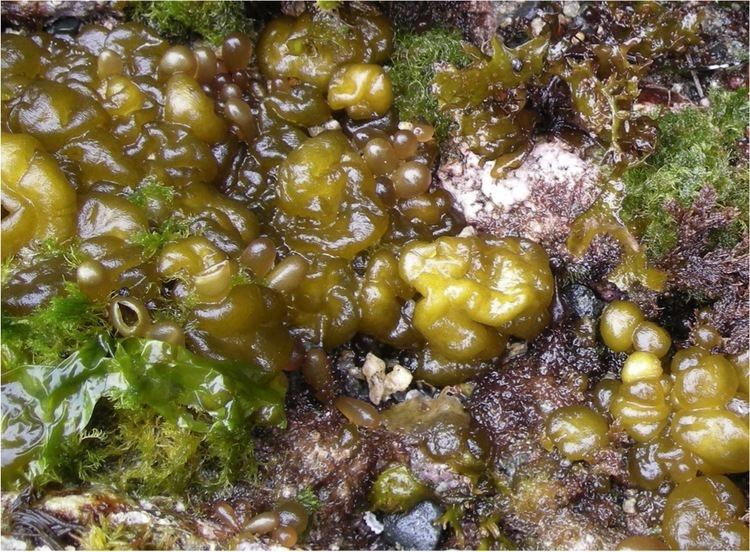 Leathesia difformis Sea cauliflower Leathesia marina Biodiversity of the Central Coast
