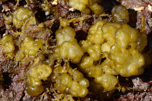 Leathesia difformis Colpomenia peregrina Sauvageau