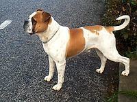 Leavitt Bulldog httpsuploadwikimediaorgwikipediacommonsthu