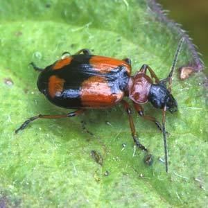 Lebia Lebia cruxminor Ground Beetles of Ireland
