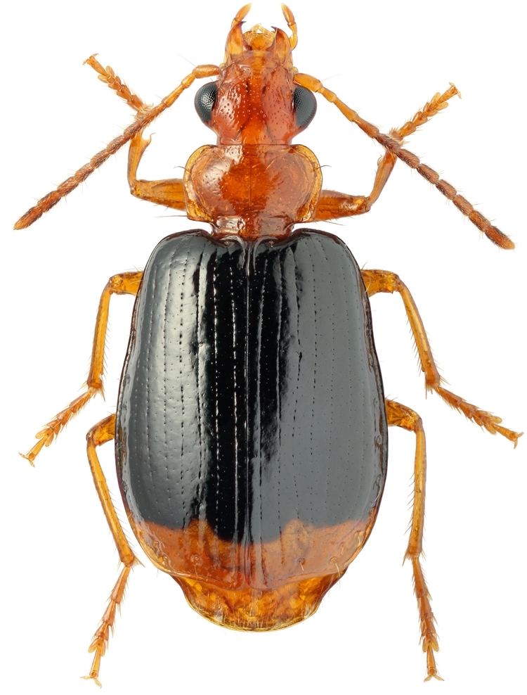 Lebia Lebia Lebia marginata Geoffroy 1785 Carabidae