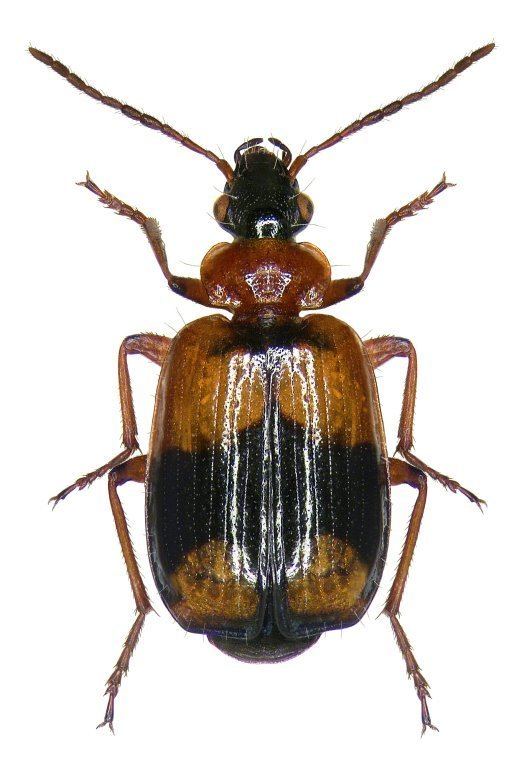 Lebia Lebia Lebia cruxminor Linne 1758 Carabidae