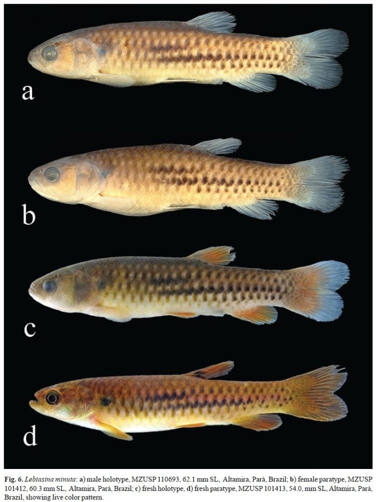 Lebiasina wwwscielobrimgrevistasniv10n3a02fig06jpg