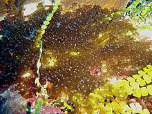 Lebrunia coralligens httpsuploadwikimediaorgwikipediacommonsthu