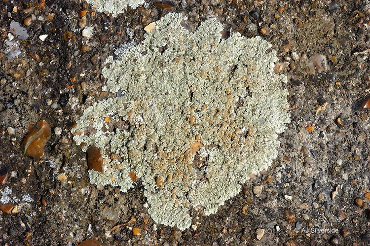 Lecanora Lecanora muralis images of British lichens