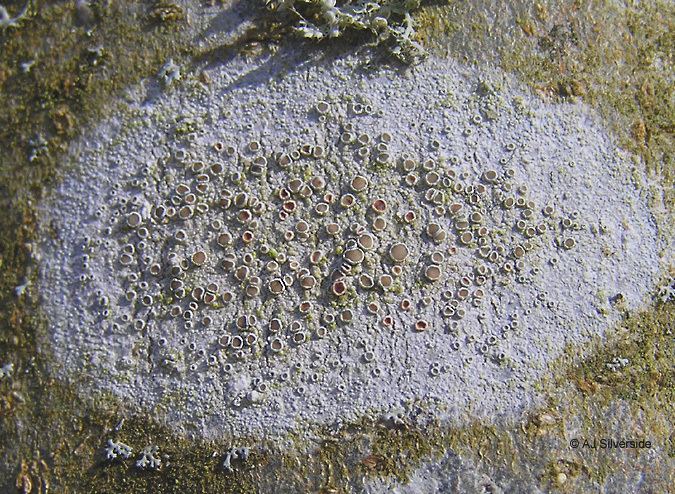 Lecanora Lecanora chlarotera images of British lichens