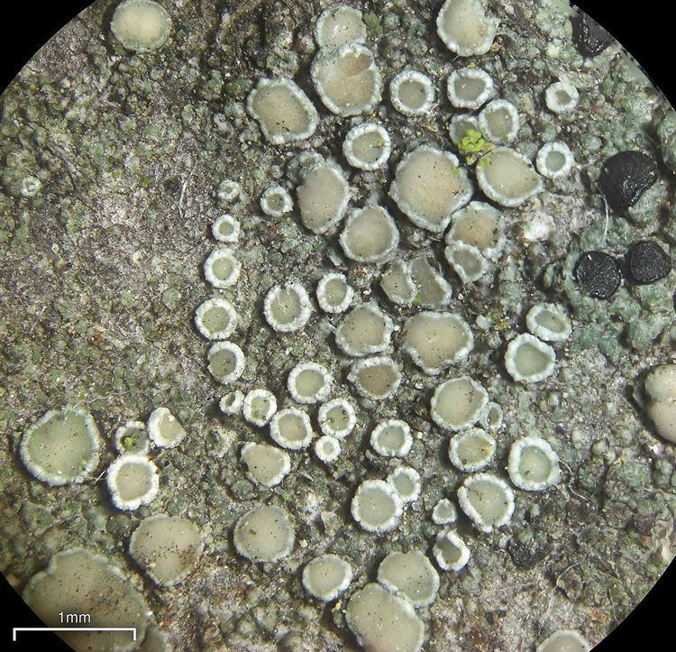 Lecanora laxa