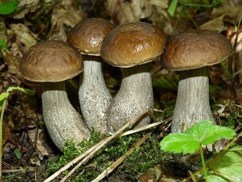 Leccinum griseum ariytsevvitalij2011 5 2011