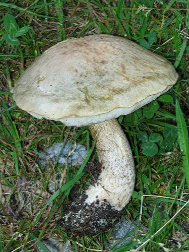 Leccinum holopus L holopus boletalescom