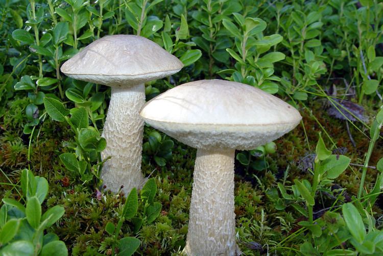 Leccinum holopus Moorbirkenpilz Leccinum holopus Mapionet