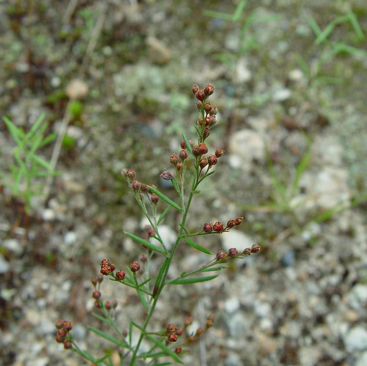 Lechea Lechea intermedia roundfruited pinweed Go Botany