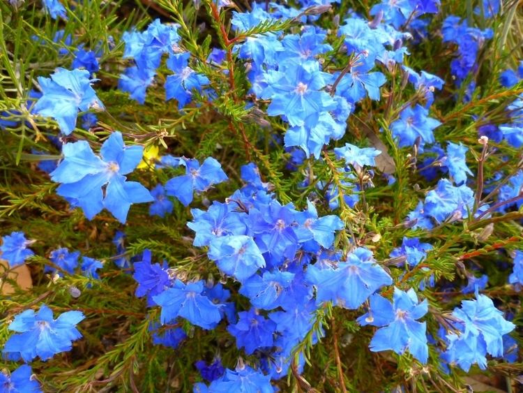 Lechenaultia Lechenaultia biloba Blue Lechenaultia Gardening With Angus