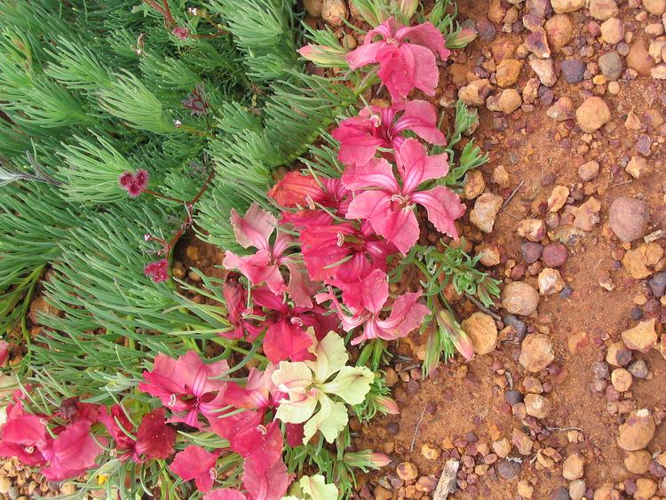 Lechenaultia macrantha Perenjori Lechenaultia macrantha Wreath Lescenaultia Flickr