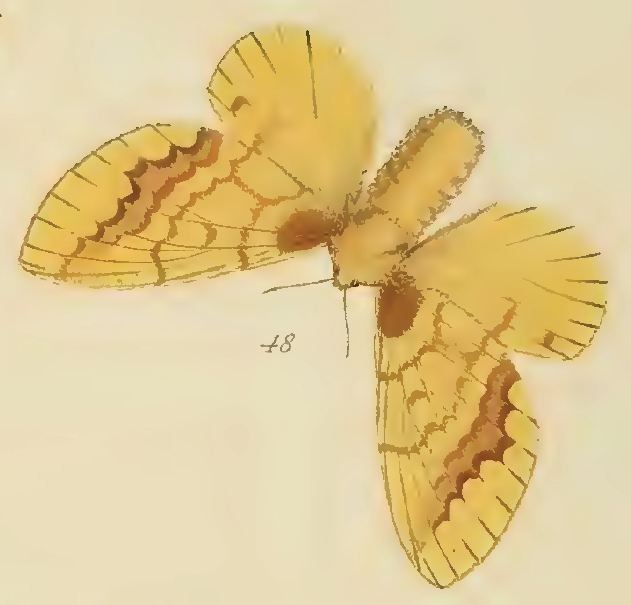 Lechriolepis