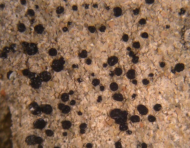Lecidella Ways of Enlichenment Lichens of North America