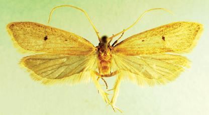Lecithocera dondavisi