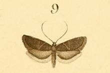 Lecithocera nigrana httpsuploadwikimediaorgwikipediacommonsthu