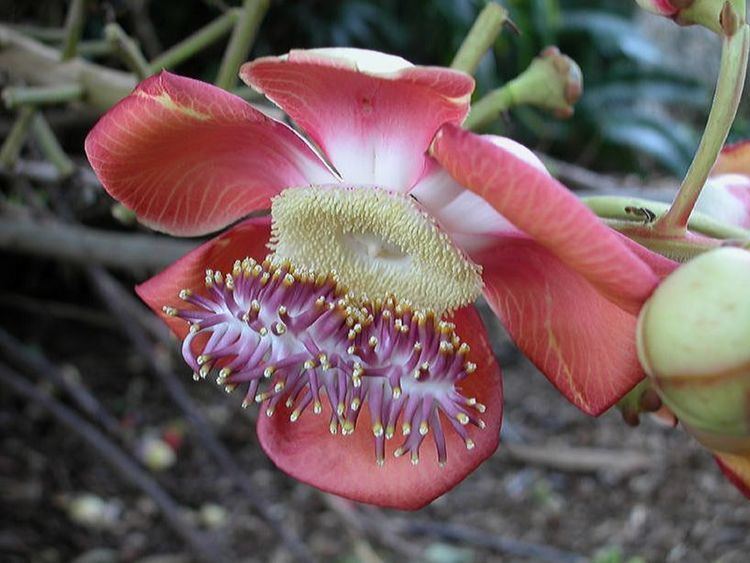 Lecythidaceae Couroupita guianensis Lecythidaceae image 292 at PlantSystematicsorg