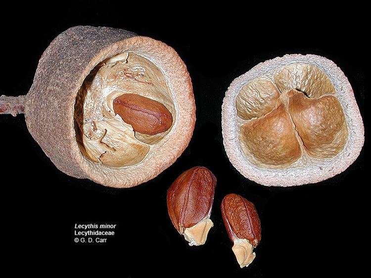 Lecythidaceae Flowering Plant Families UH Botany