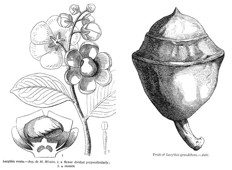 Lecythidaceae Angiosperm families Lecythidaceae Poiteau