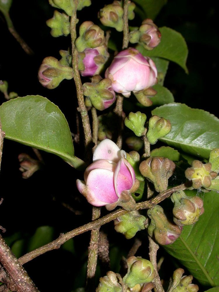 Lecythis ampla Florula Digital Pginas de Especies de Plantas