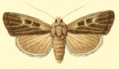 Ledereragrotis difficilis