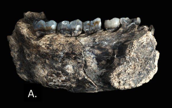 Ledi-Geraru Jawbone Fossil Fills a Gap in Early Human Evolution The New York Times