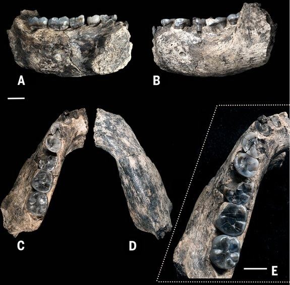 Ledi-Geraru Photos Earliest Known Human Fossils Discovered