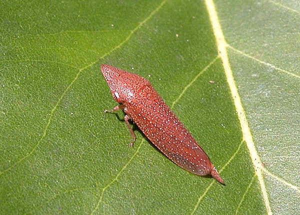 Ledrinae Flathead Leafhoppers Subfamily