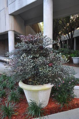 Leea Leea Gardening in the Coastal Southeast