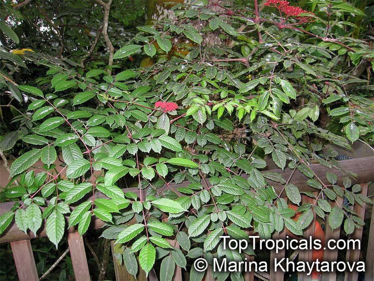 Leea Botanical family leea TopTropicalscom