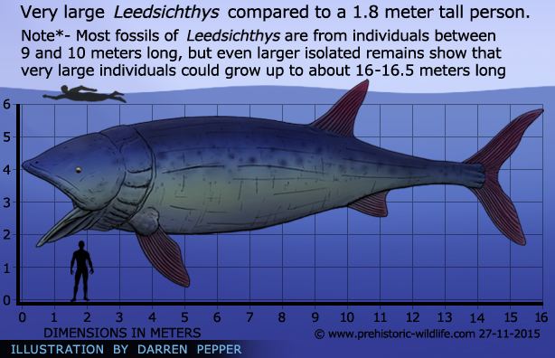 A very large Leedsichthys
