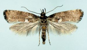 Leek moth Leek Moth A Pest of Allium Crops