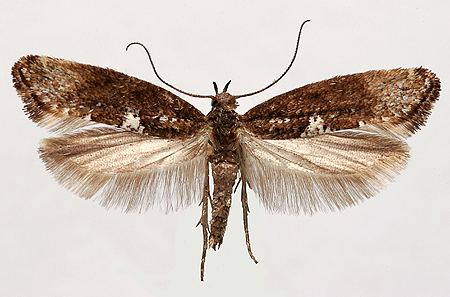 Leek moth AgroAtlas Pests Acrolepiopsis assectella Zeller Leek Moth