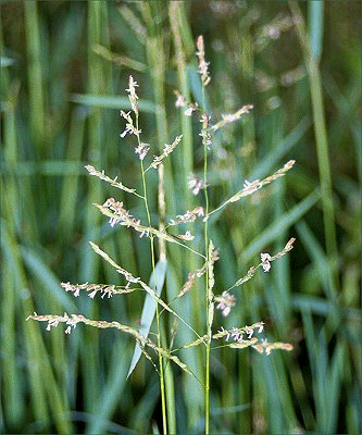 Leersia Leersia hexandra AusGrass2