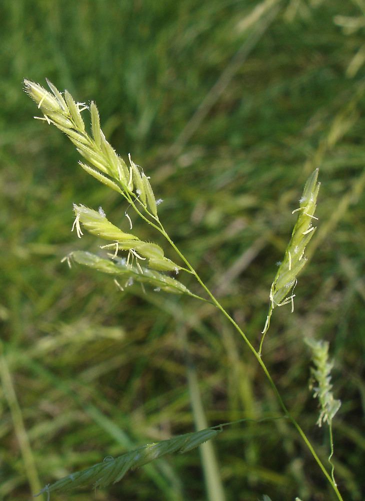Leersia Leersia oryzoides rice cut grass Go Botany
