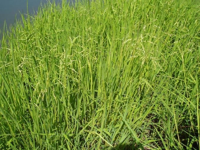 Leersia oryzoides CalPhotos Leersia oryzoides Rice Cutgrass
