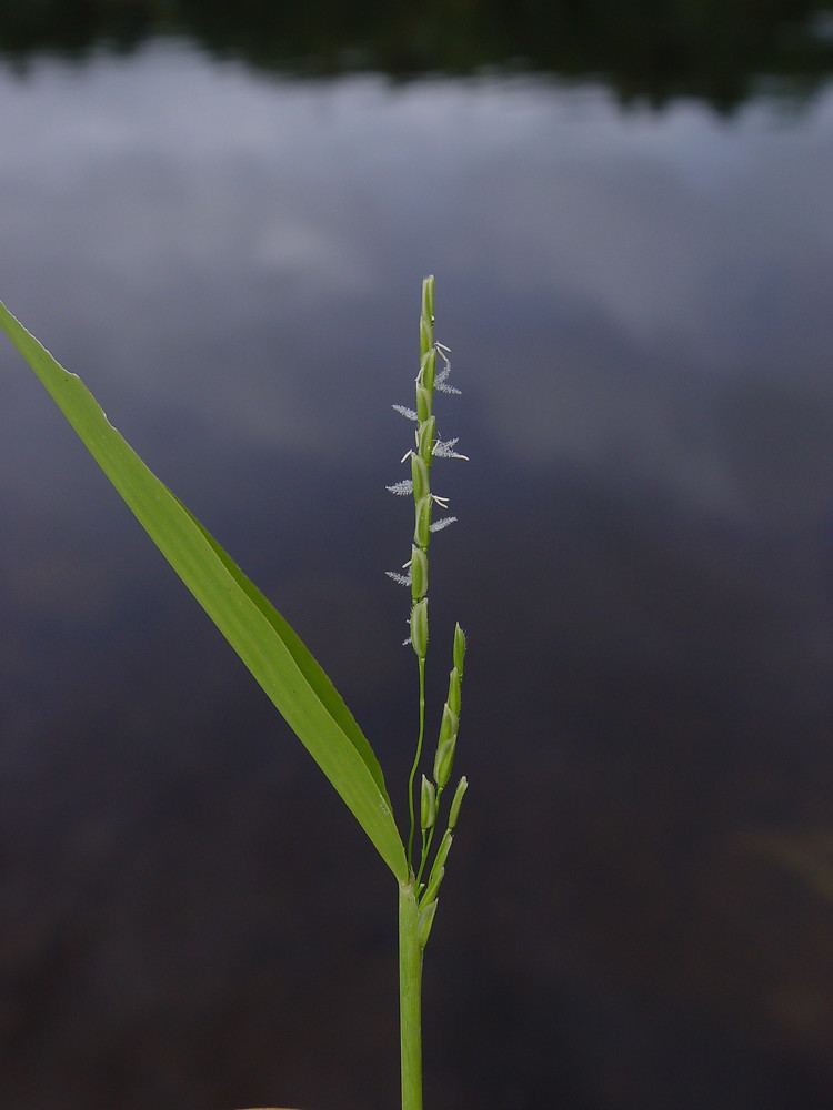 Leersia virginica Leersia virginica white cut grass Go Botany