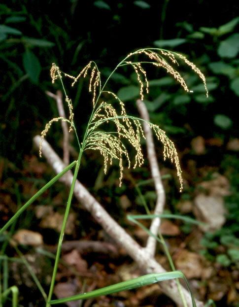 Leersia virginica virginica White Grass