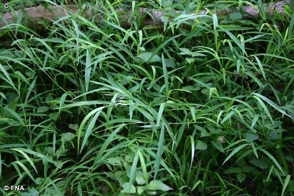 Leersia virginica Nature Search WHITEGRASS Leersia virginica GRASS FAMILY Poaceae