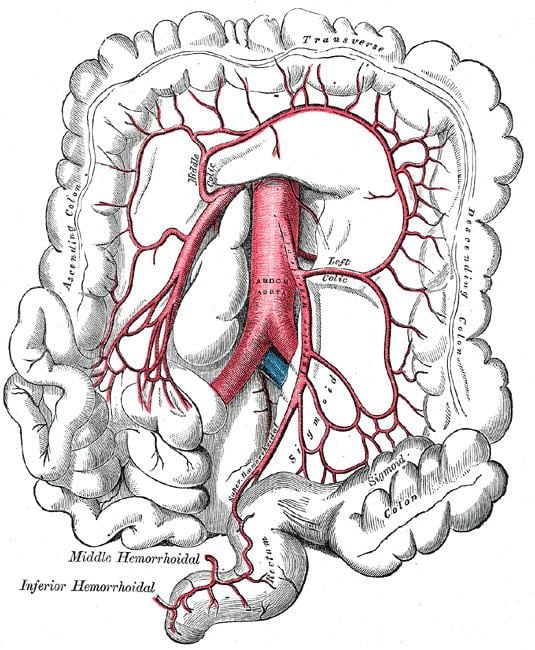 Left colic artery