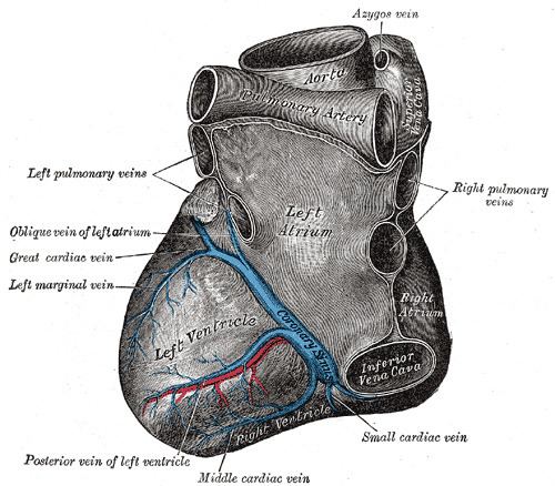 Left marginal artery