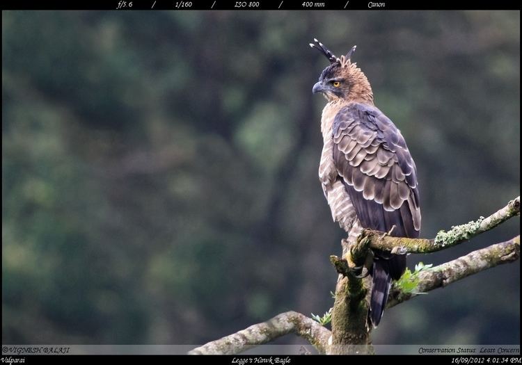 Legge's hawk-eagle Legge39s Hawk Eagle