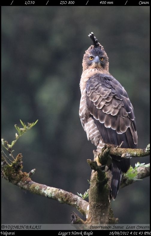 Legge's hawk-eagle Legge39s Hawk Eagle Stare