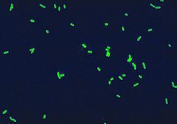 Legionellales httpsuploadwikimediaorgwikipediacommonsthu
