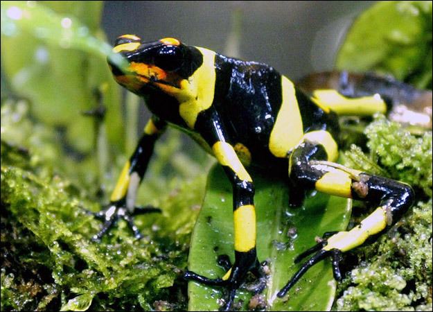 Lehmann's poison frog Let39s do Some Zoology Lehmann39s Poison Frog Oophaga lehmanni