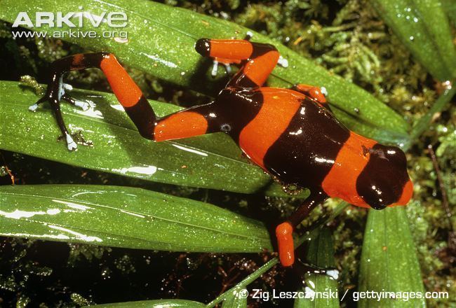 Lehmann's poison frog Lehmann39s poison frog videos photos and facts Oophaga lehmanni